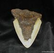 Bargain / Inch Megalodon Tooth - Nicely Serrated #841-2